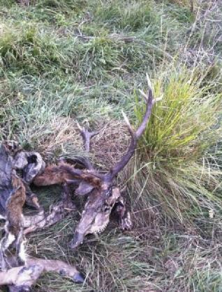 La Guardia Civil investiga la muerte con arco y flecha de un ciervo en Asturianos 